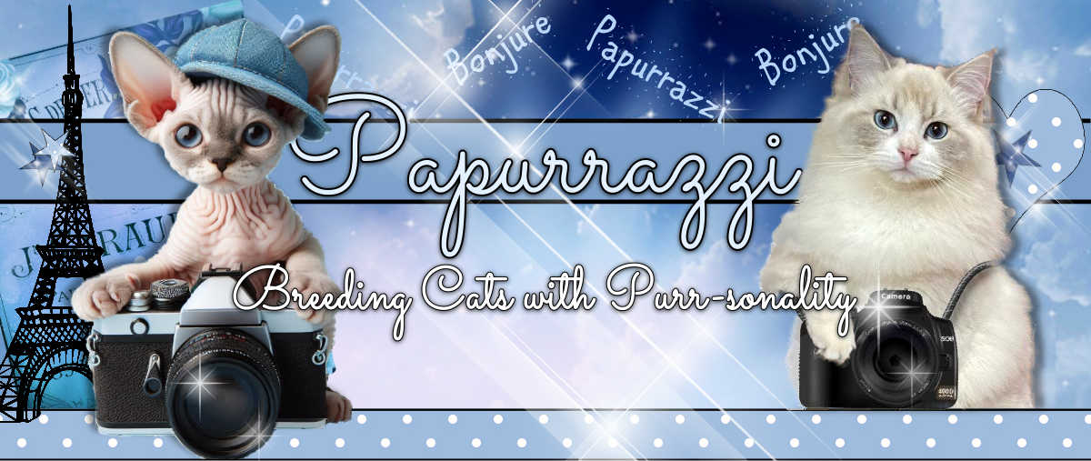 Papurrazzi Cattery