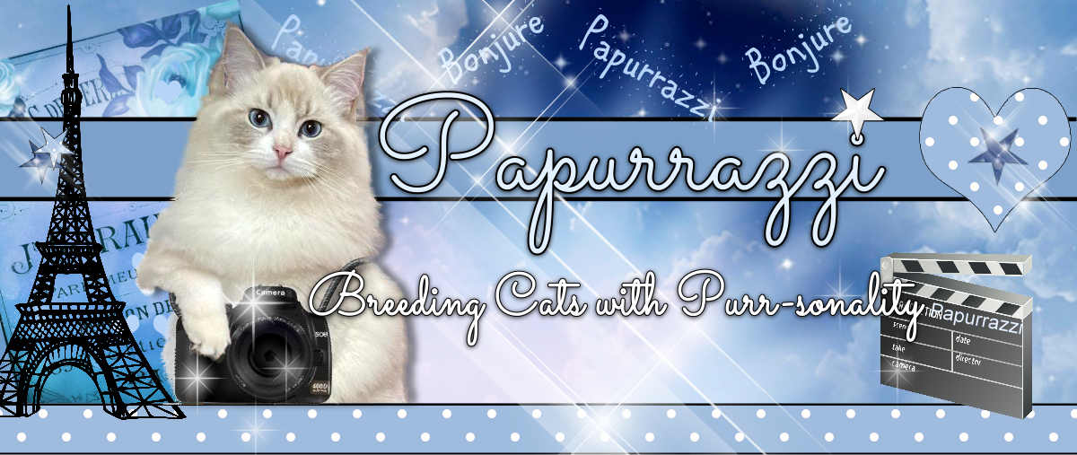 Papurrazzi Ragdoll Cattery