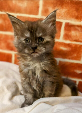 available Maine Coon Kitten for sale