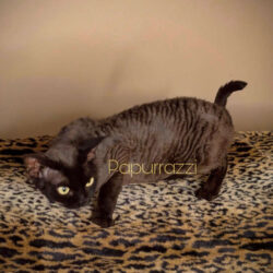 available Devon Rex Cat