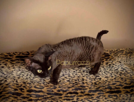 available Devon Rex Cat