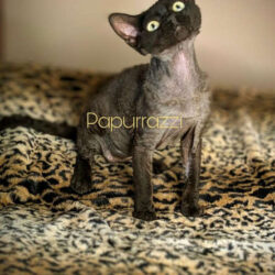 available Devon Rex Cat