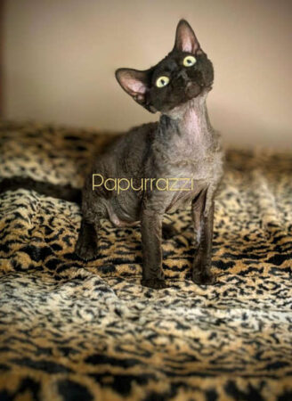 available Devon Rex Cat