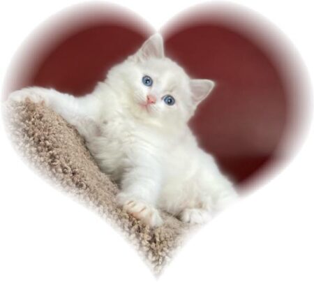 heart kitten