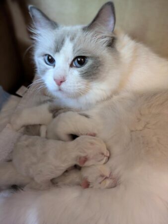 Ragdoll Kittens