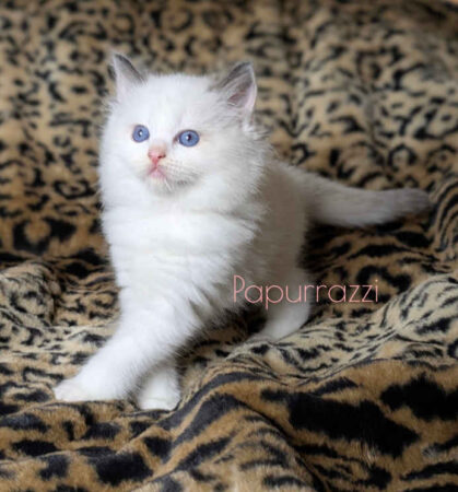 Bella