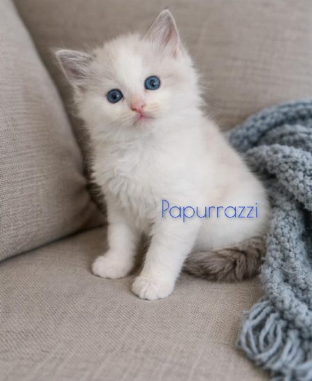 Tigger X Star Blue Bicolor