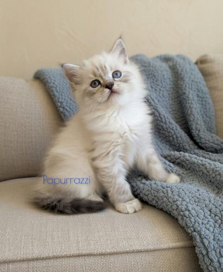 Tigger X Star Seal Lynx Mitted Sitting